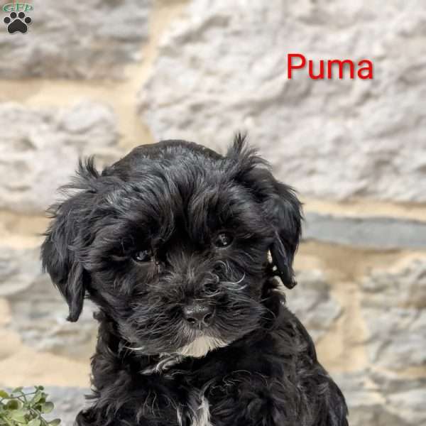 Puma, Cavapoo Puppy